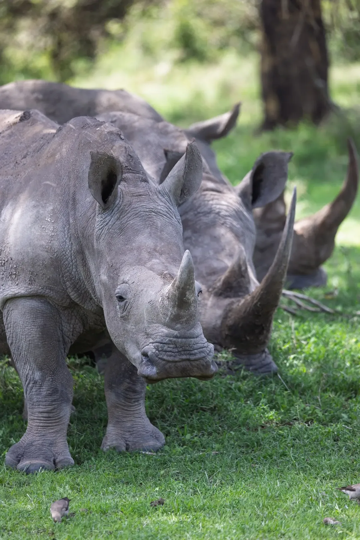 White rhino at Solio sanctuary